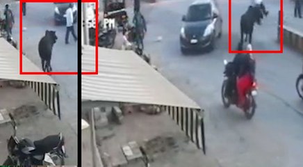 VIDEO: बुजुर्ग को काले सांड ने सींगों से उठाकर पटका, राहगीरों के लिए बना रोड़ा