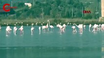 Flamingolar görsel şölen oluşturdu