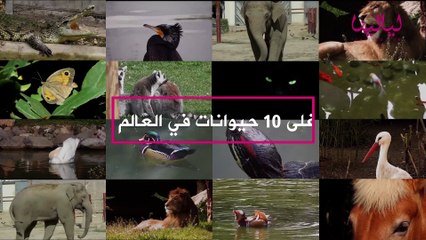 توب 10- 10 أغلى حيوانات