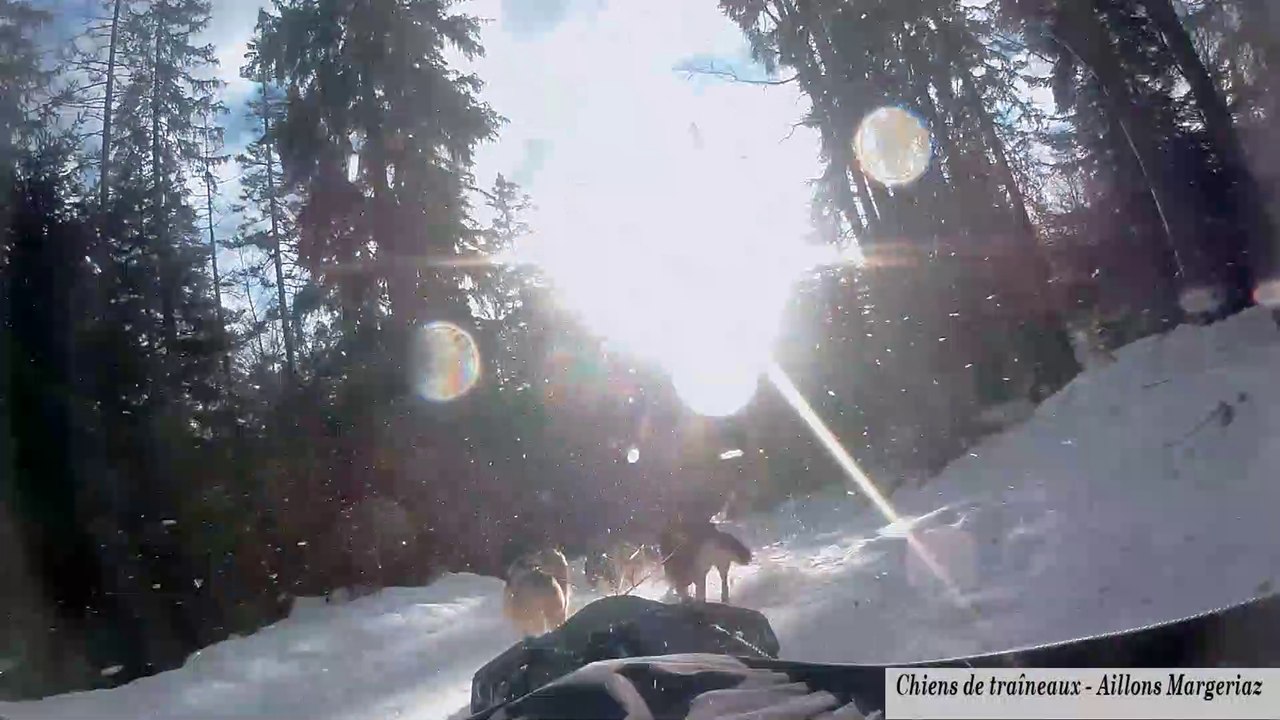Chiens de Traineaux Aillons Margeriaz
