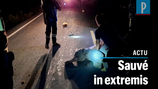 Thaïlande : un éléphanteau sauvé après avoir été percuté par un motard