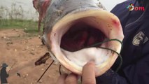 Giant sesame fishing in hydroelectric lake