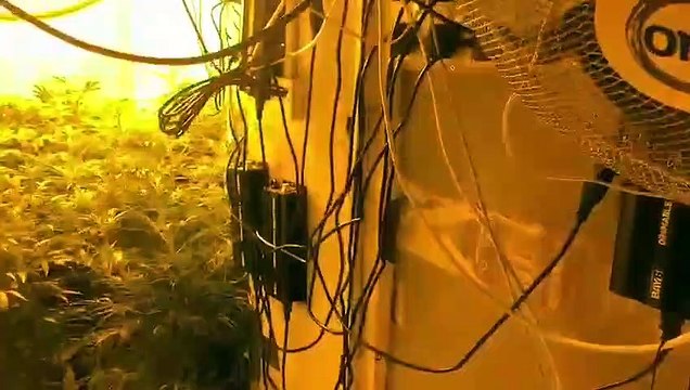 Cannabis farm raid in Blackpool