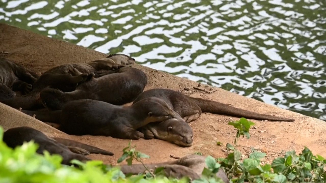 Feel-Good-Countdown, 3: Otter erobern Singapur