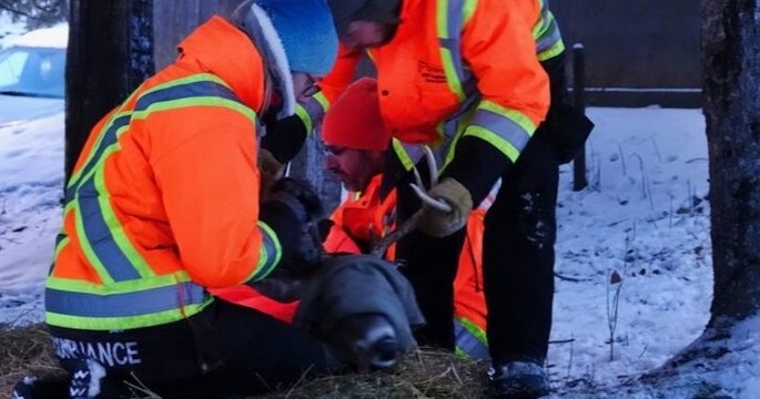 Canada : des habitants se battent pour sauver un cerf qui vient souvent leur rendre visite, revenu vers eux avec une flèche dans la tête
