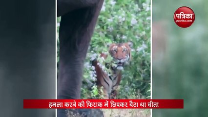 video : हाथी पर घात लगाकर हमला करने फिराक में चीता