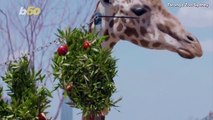 Zoo Animals Get Early Christmas Presents at Sydney’s Taronga Zoo