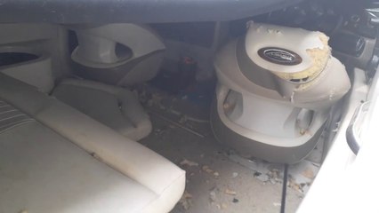 Boat Damage from Raccoon | Raccoon in a boat | raccoon vs boat