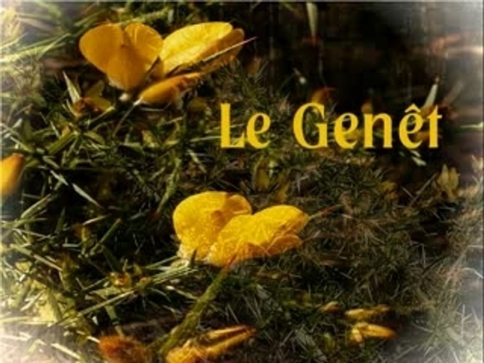 Le Genêt