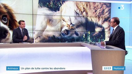 Animaux : le gouvernement annonce un plan de lutte contre les abandons