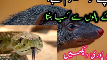 کیا آپ کو معلوم ہے کہ نیولے کے بالوں سے کیا بنتا ہےCobra vs. Mongoose you know about mangos Hear what made If you want to see this video