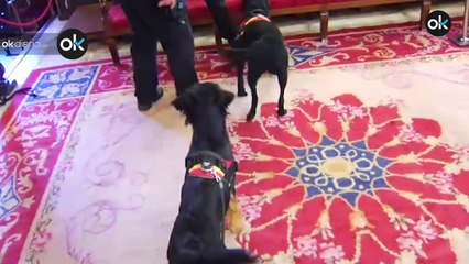 Perros que ayudan a detectar el coronavirus