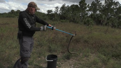 Live Rescue: DANGEROUS Diamondback Rattlesnake