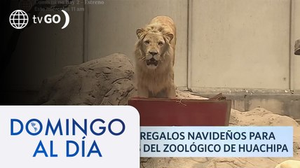 Sorpresas y regalos para los animales del zoológico de Huachipa | Domingo Al Día