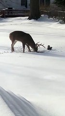 Buck and Squirrel Argue Over Food on Snowy Day