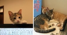 Une entreprise a adopté deux chatons de bureau, Débit et Crédit, pour améliorer le bien-être de ses employés