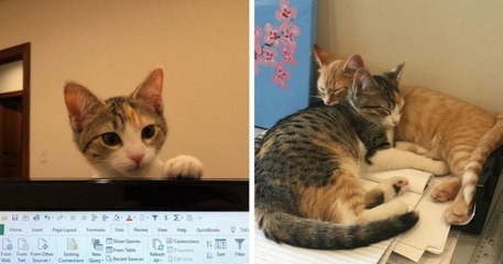 Une entreprise a adopté deux chatons de bureau, Débit et Crédit, pour améliorer le bien-être de ses employés