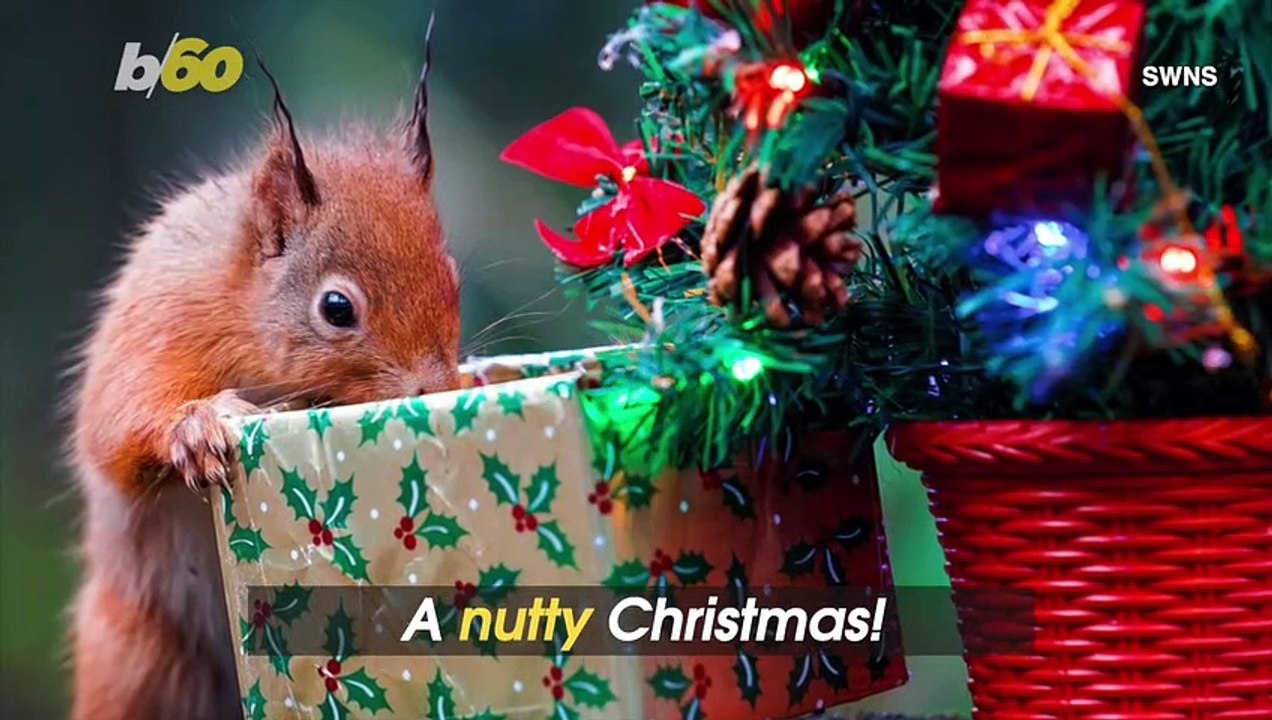 Nutty Christmas! Squirrel Caught Opening Gifts Under a Mini Christmas Tree!