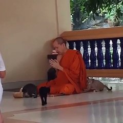 Le test ultime pour avoir sa licence de Moine Shaolin... rester calme face aux chatons