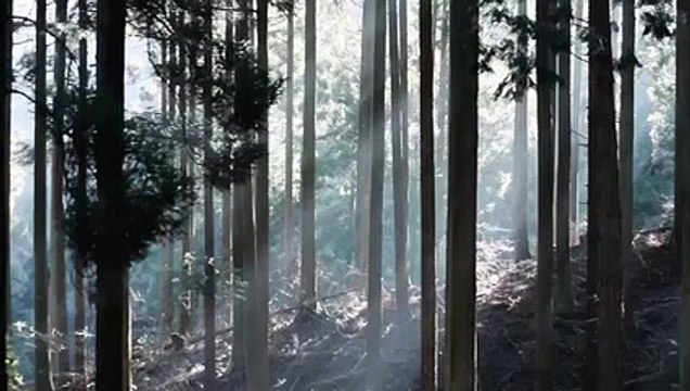 Le plus grand xylophone du monde se trouve dans les bois de Kyushu au Japon