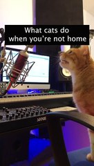 Ce que font les chats en notre absence