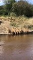 Ces lionnes n'ont pas peur des alligators... surtout quand elles ont très soif