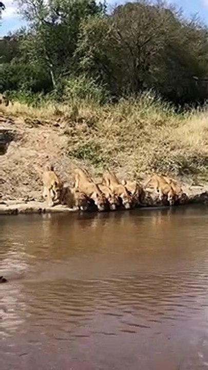 Ces lionnes n'ont pas peur des alligators... surtout quand elles ont très soif