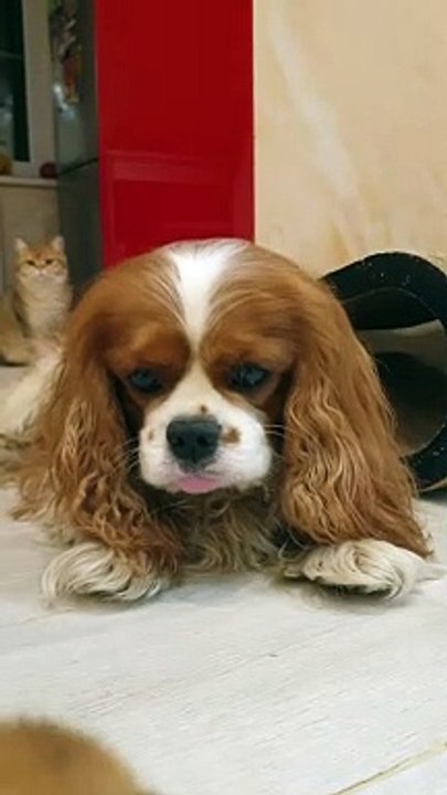 Cavalier King Charles Spaniel Looks After Kittens