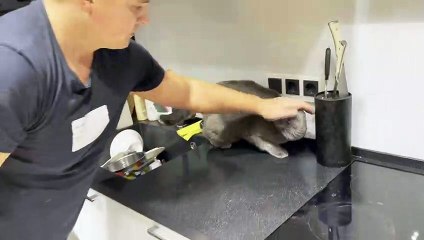 Man Has to Use Extreme Measures to Pet Cat