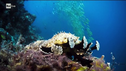 Super Quark - Un solo oceano