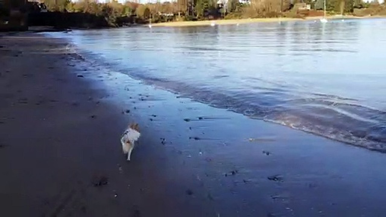 Les papattes dans l'eau