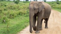 How This Rescue Worker Saved A Baby Elephant Hit By A Motorcyle