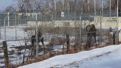 Moose Family Confused By New Military Fence
