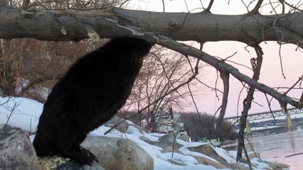 Hungry Beaver Takes A Tumble