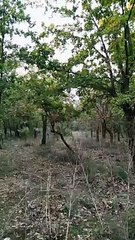 Nàture  et musique. Une forêt Algérienne. طبيعة و موسيقى.