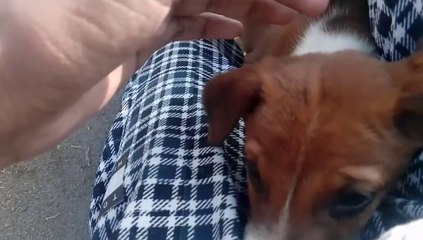 street puppies hiding in me|cuTe acTions