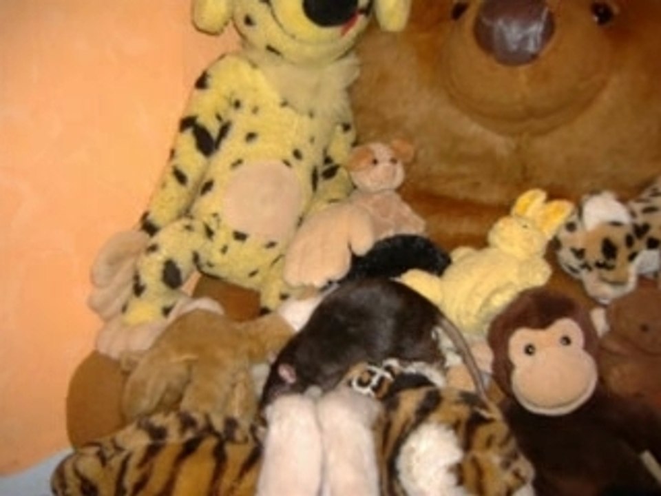 Animaux_0002