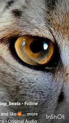 Many lions eyes / eyes of eye