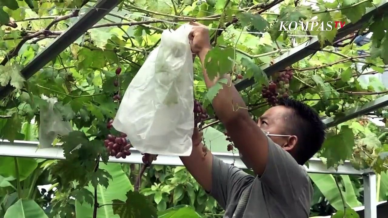 Raih Cuan dengan Bisnis Budidaya Anggur