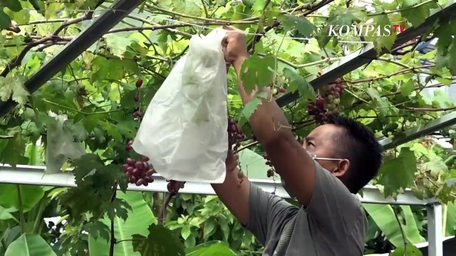 Raih Cuan dengan Bisnis Budidaya Anggur