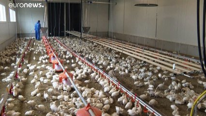 Putenmast: Österreich will EU-Vorreiter sein