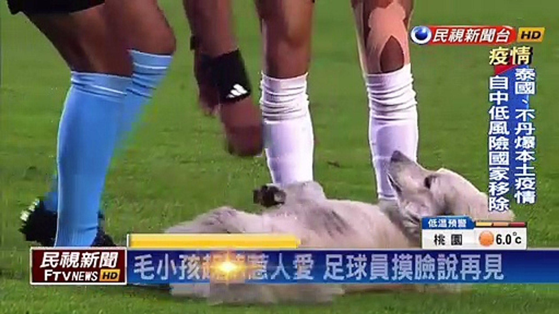 小狗叼球鞋亂入比賽 足球賽特殊趣味奇景