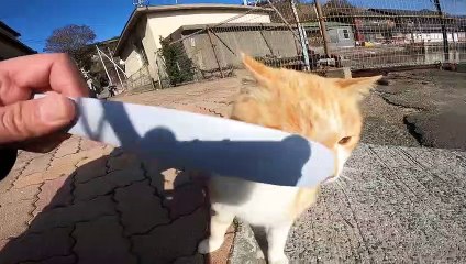 I took photos of stray cats living in Japan.9