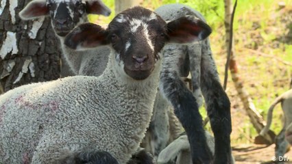 Using Germany's nearly worthless wool