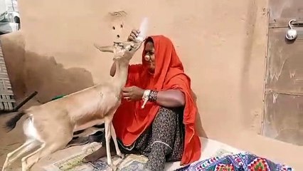 Video: सात महिने तक हरिण के बच्चे को पाला, फिर वन विभाग को किया सुपुर्द