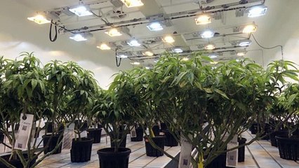 Скопье готов легализовать использование каннабиса