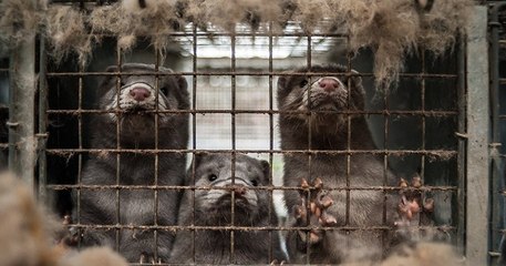 Covid-19 : le Danemark va interdire l'élevage de visons pendant un an