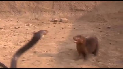 King Cobra Big Battle In The Desert Mongoose and the unexpected _ Most Amazing Attack of Animals