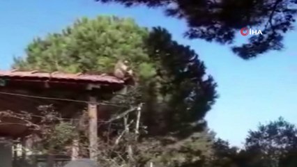 İzmir'de başı boş gezen maymun görenleri şaşırttı
