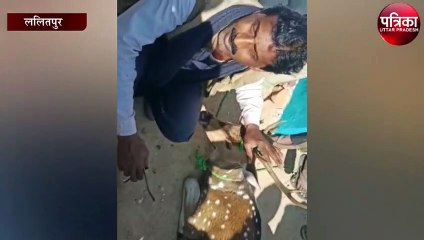 ग्रामीणों ने रेस्क्यू ऑपरेशन कर हिरण को बचाया